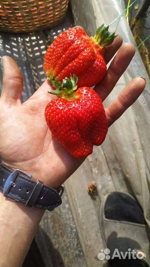 Рассада клубники Джоли