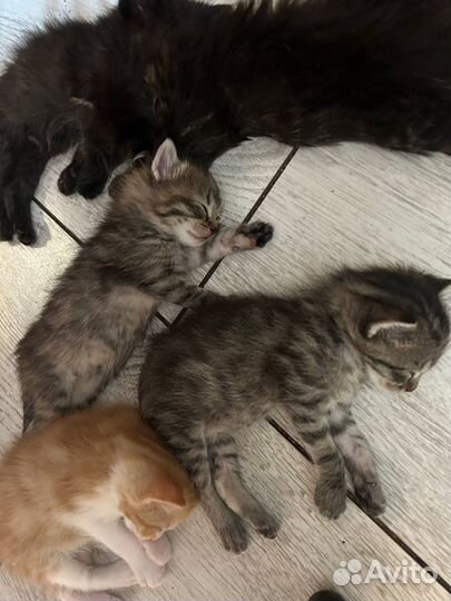 Котята в добрые руки бесплатно