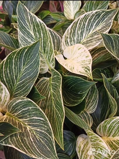 Филодендрон Биркин