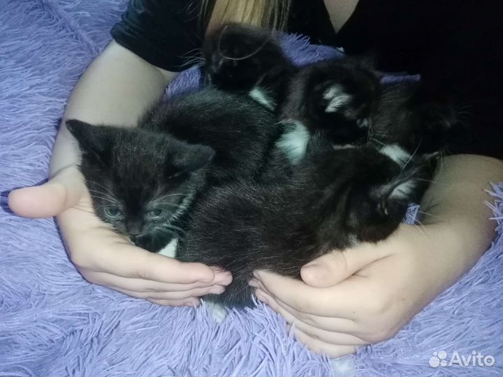 Котята от британской кошки