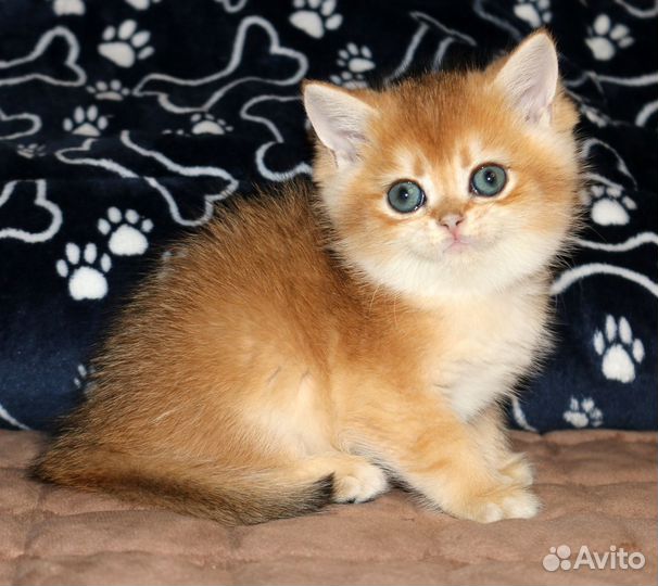 Мальчик золотая британская шиншилла