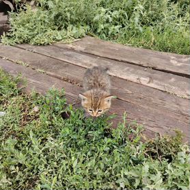 Котята в добрые руки бесплатно