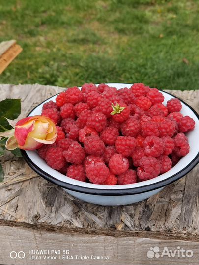 Саженцы (рассада) малины ремонтантной