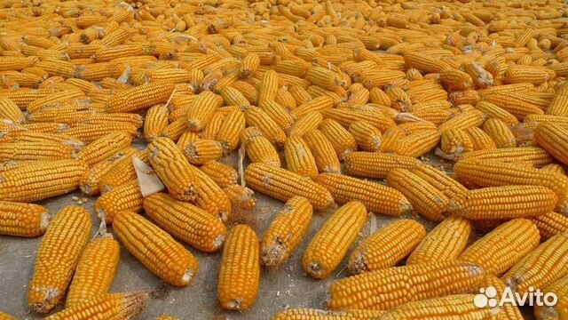 Семена кукурузы