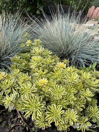 Многолетние растения