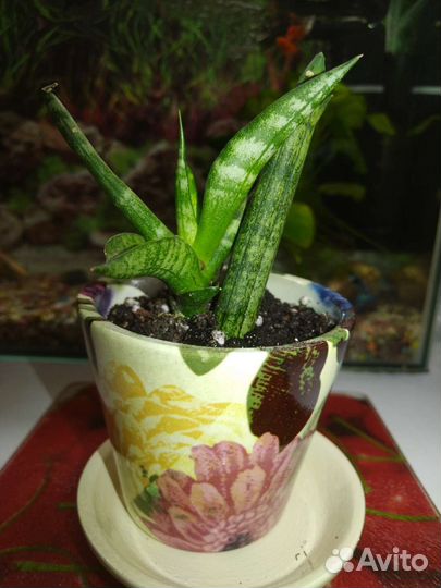 Сансевиерия