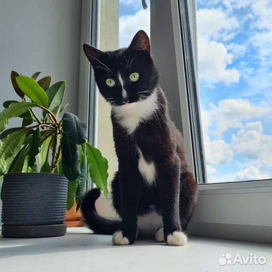 Котик ищет дом