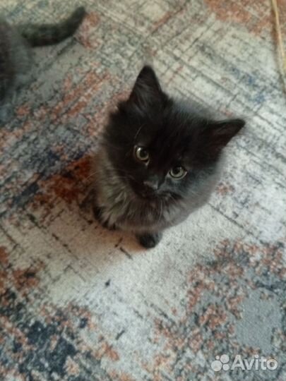 Сибирские котята