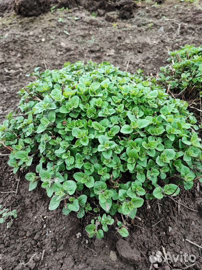 Цветы многолетники