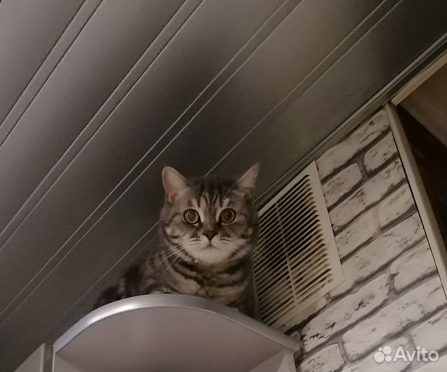Отдам кота в добрые руки