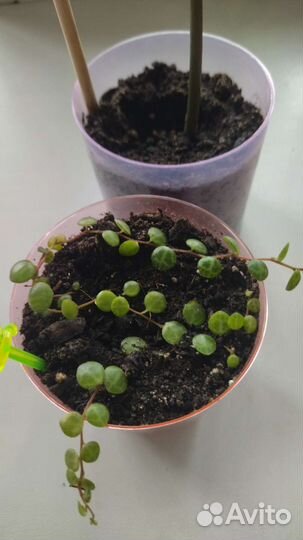 Замиулькас, пиперомия