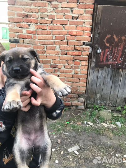 Щенки бесплатно