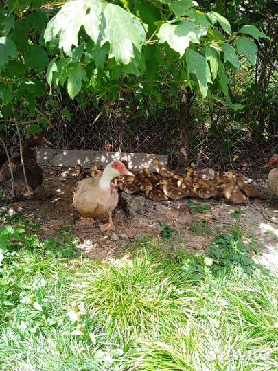 Утята индоутки