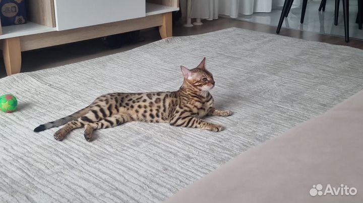 Котенок Бенгал