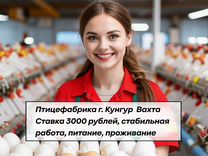 Упаковщик на птицефабрику. г. Кунгур