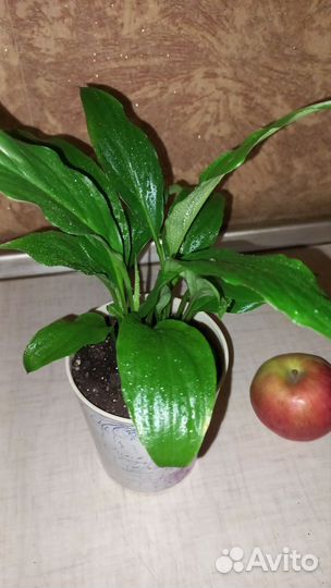 Спатифиллум