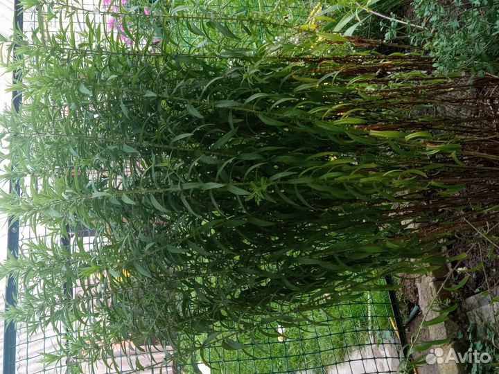 Многолетники