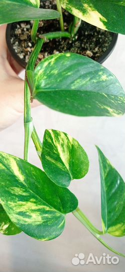 Сциндапсус Марбл квин и Золотистый в 0.3 л