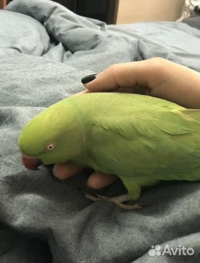 Попугай индийский кольчатый