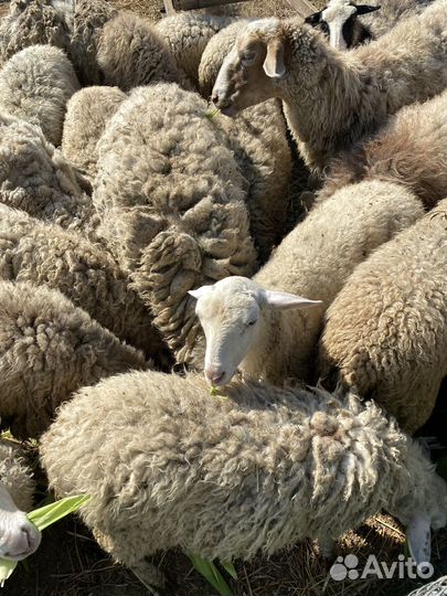 Овцы бараны ягнята