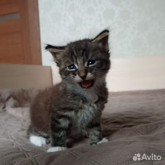 Котята мейкун бронь