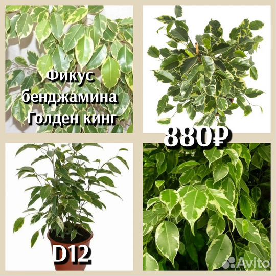 Фикус сорт