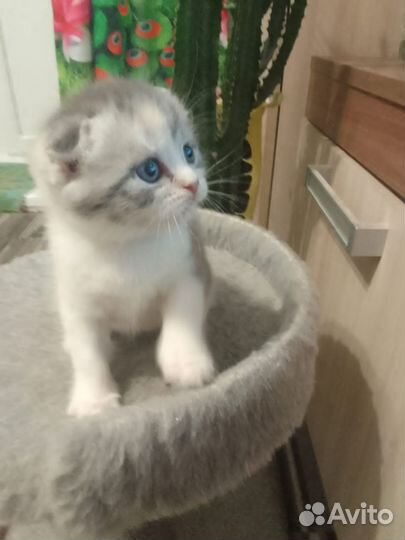 Шотландские вислоухие