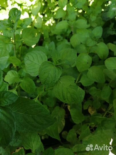 Душистые травы