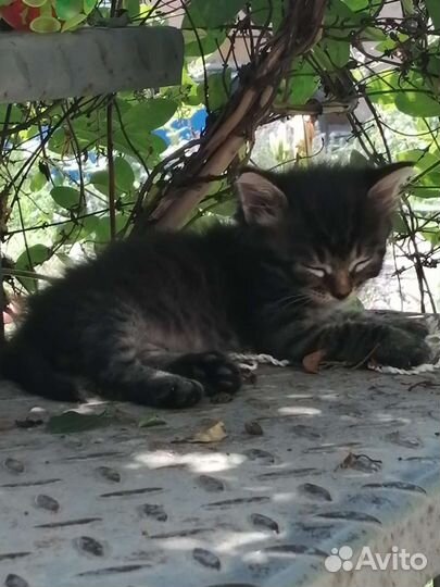 Котёнок - мальчик 7 недель