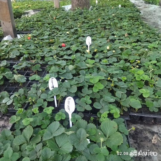 Ремонтантные сорта клубники. зкс