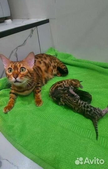 Бенгальские котята