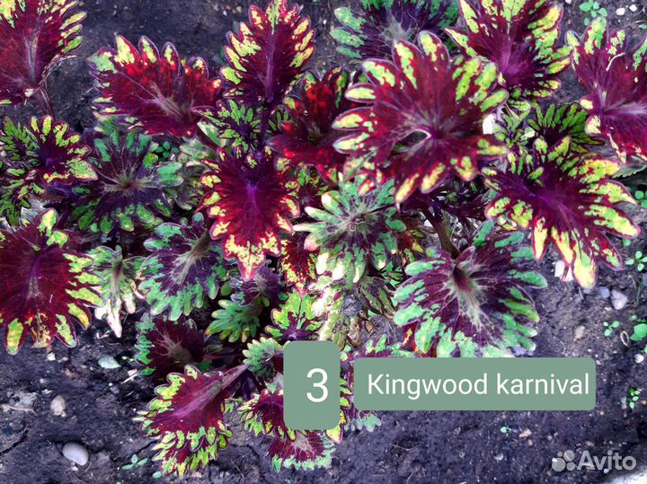 Колеусы вегетативные, ипомея батат