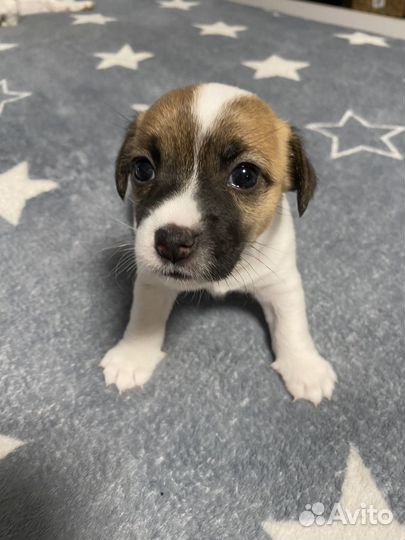 Джек Рассел терьер