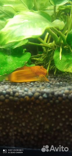 Анциструс золотой