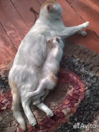 Кошки в добрые руки бесплатно