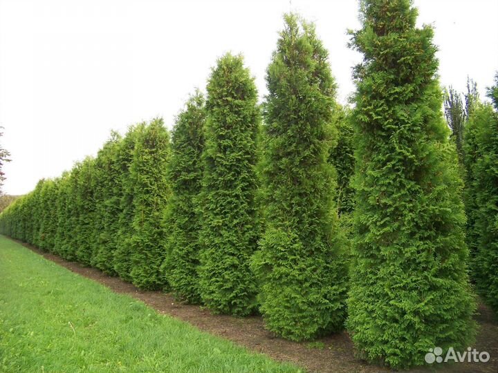 Хвойные растения