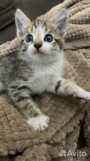 Котенок мальчик в добрые руки