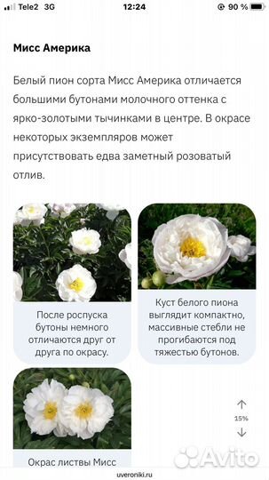 Пион мисс Америка
