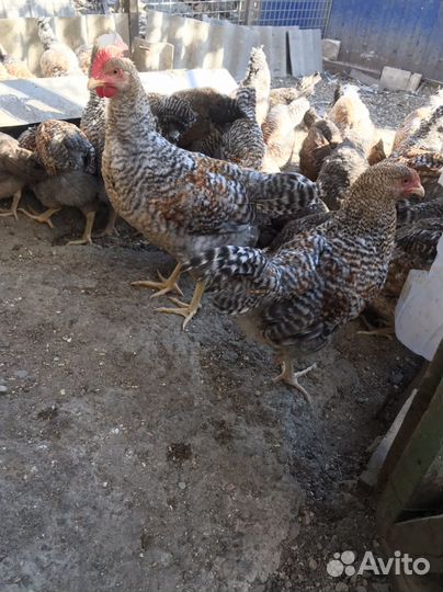 Куры петухи