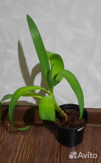 Пальма юкка