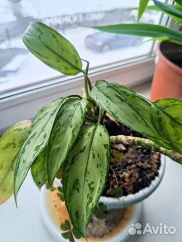 Аглаонема, укорененная