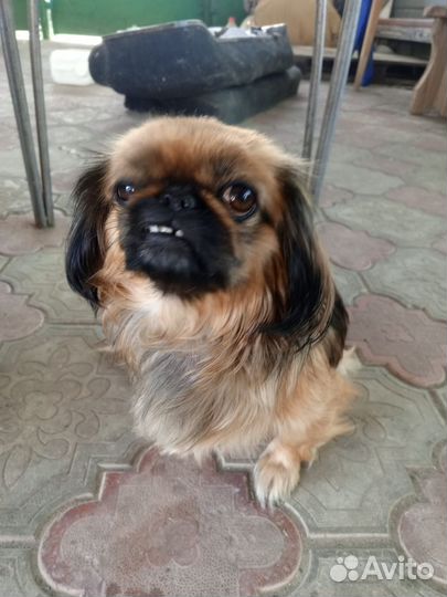 Щенки пекинеса