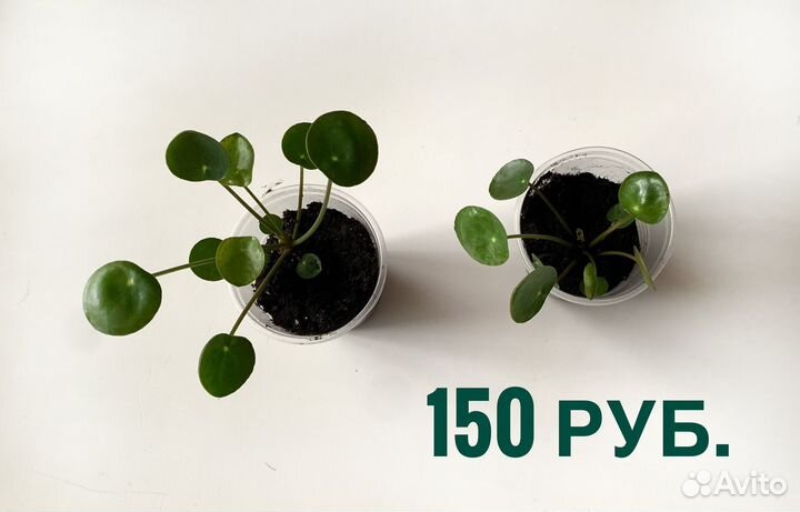 Пилея пеперомиевидная