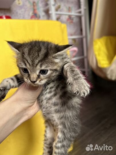 Британские котята