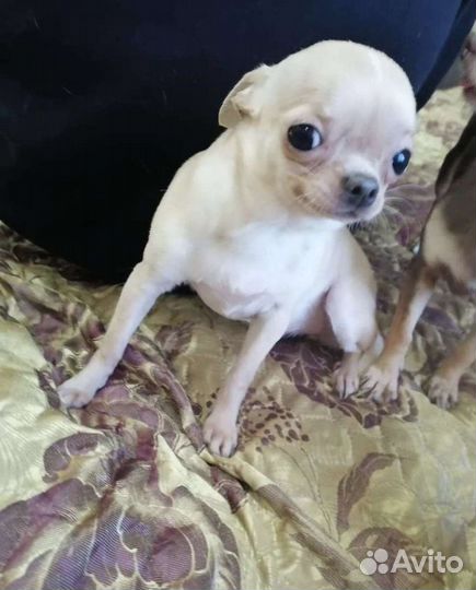 Щенки чихуахуа мини гладкошерстные