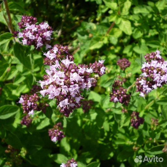 Душица (Орегано) Обыкновенная Саженцы, Рассада