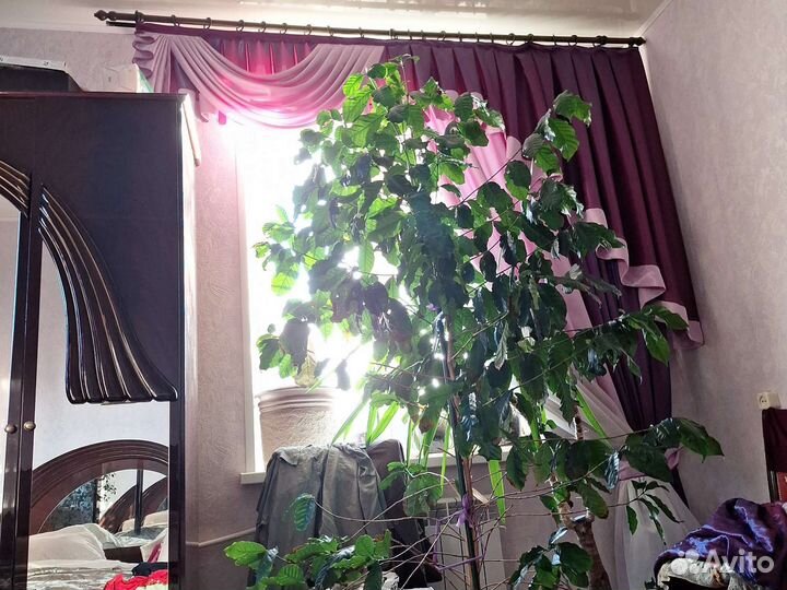 Большое плодоносящее кофе