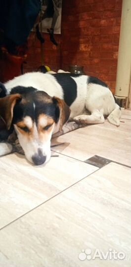 Маленький пёсик Яшка, обожает деток и охранник