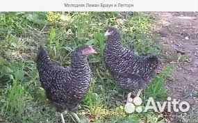 Куры Леггорн, Ломан Браун, Доменант