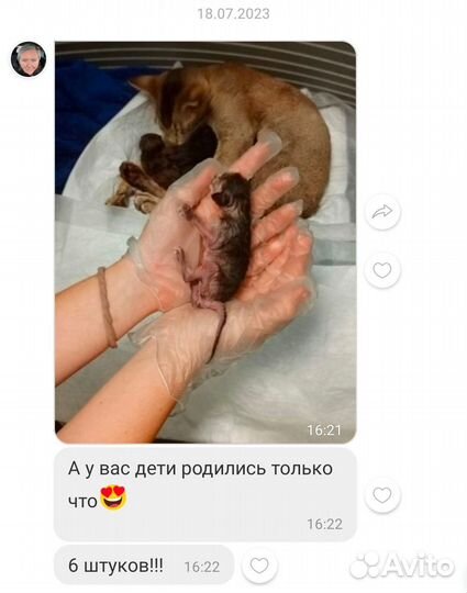 Ориентальный кот вязка